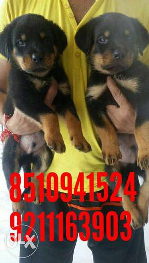 Show Quality Rott Weilor Puppy Available