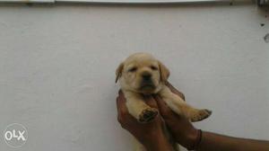 Show quality 28 days lab female pup for sale