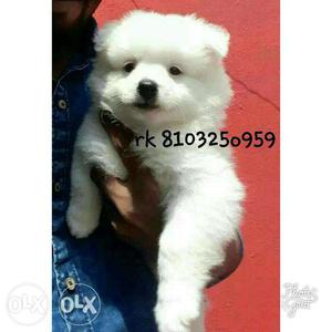 Show quality pom puppy available for sale Male