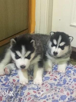 Siberian Huskey puppies. Pure Breed. (Not