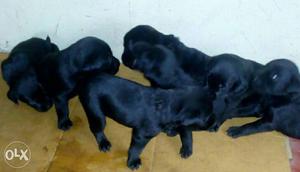 SixBlack Labrador Puppies