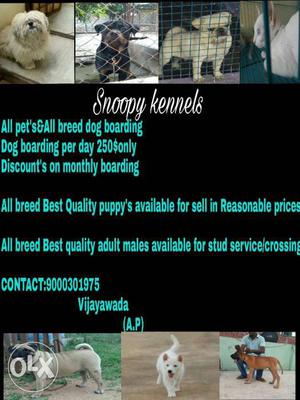 Snoopy Kennels Contact: me