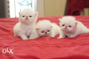 So beautiful so nice Persian Kitten and cat for sale in