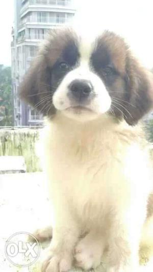 St Bernard puppy with all certificate and chip.