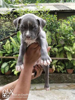 Superb am bully puppy available in ready stock