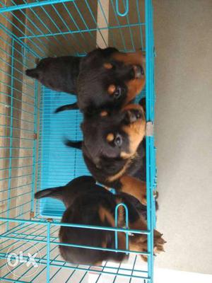 Three Brown And Black Rottweiler Puppies