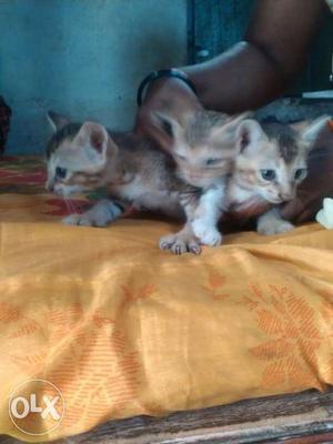 Three Grey Tabby Kittens