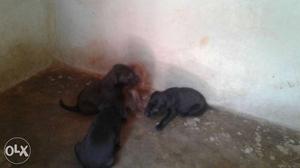 Three Short-coated Black Puppies