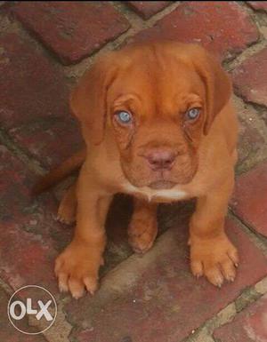 Top quality french mastiff pups