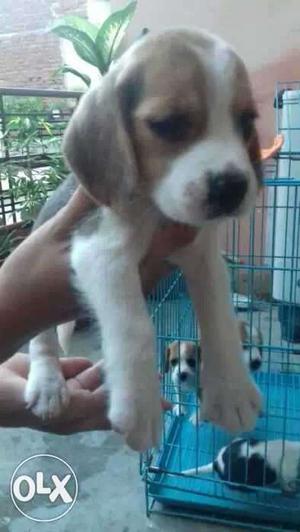 Tricolor Coated Beagle Puppy
