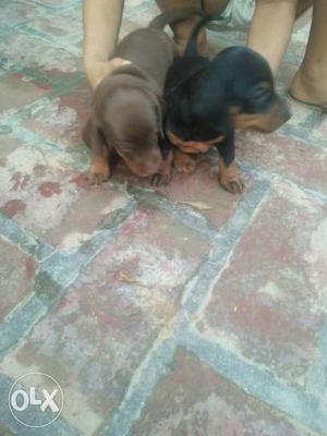 Two Black-and-brown Dachshund Puppies