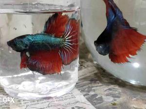 Two Black-and-red Fighting Bettas