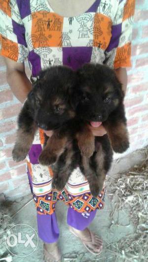Two German Shepherd Puppies female available