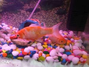 Two Orange Gold Fishes
