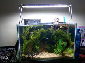 Two Planted Tanks