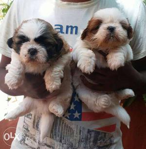 Two White-and-tan Shih Tzu Puppies