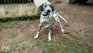 Urgently sale or exchange with big breed female