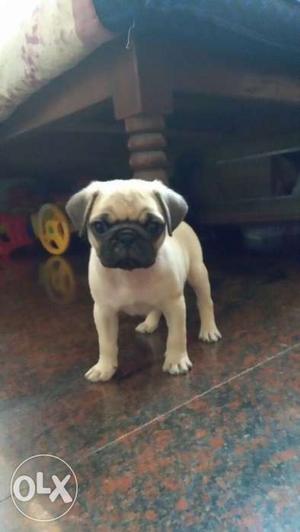 Very Active 45 Days Old Pug, Very Active n Very