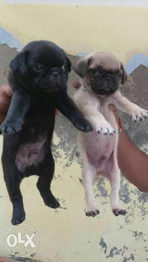 Very Good Quality Full Active Pug Puppy Available