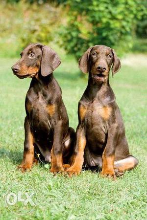 Want doberman puppy male.