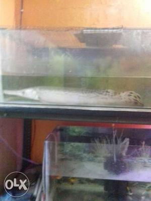 White Alligator Gar In Fish Tank