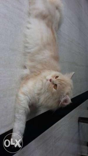 White And Beige Persian Cat