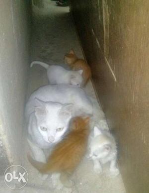 White And Orange Short-fur Cats
