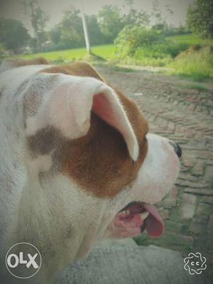 White And Tan American Pit Bull Terrier Dog