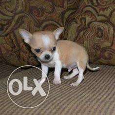 White And Tan Chihuahua Puppy