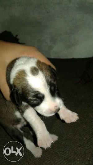 White, Brown And Black Short Coated Puppy