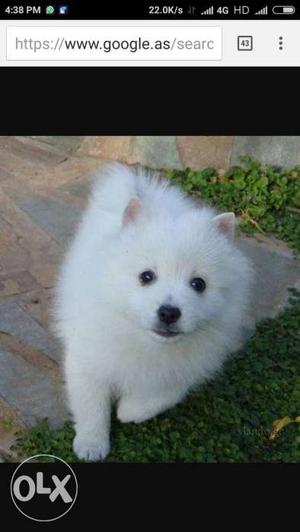 White Fur Coated Puppy
