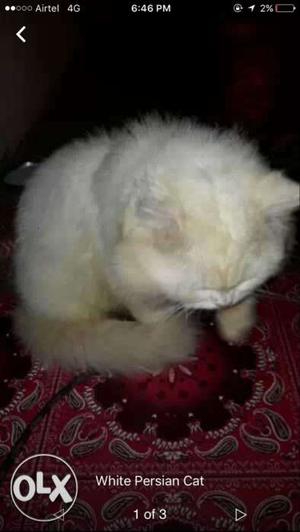 White Persian Cat Screenshot
