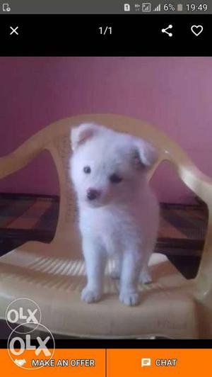 White Short Coated Puppy Screenshot