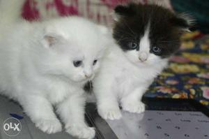 White and black persian kitten doll face punch