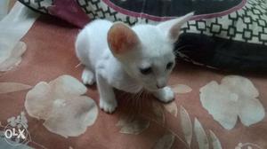White cats for sale for about /- each