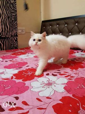 White persian Cat In Mumbai