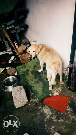 Yellow Labrador Retriever Dog