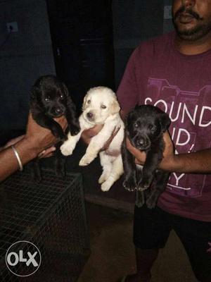 {with papers} Labrador Puppies Sell here Hand To