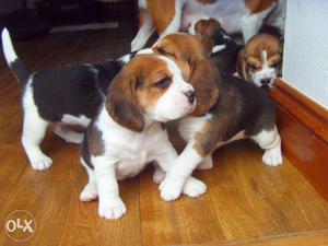 Princy kennel:-beagle puppy so healthy and playfull