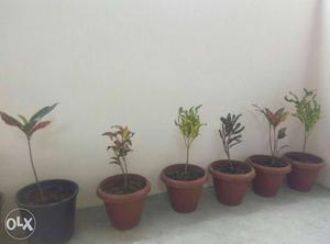 Six Varieties Of Croton plants