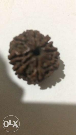 8 mukhi original Rudraksha