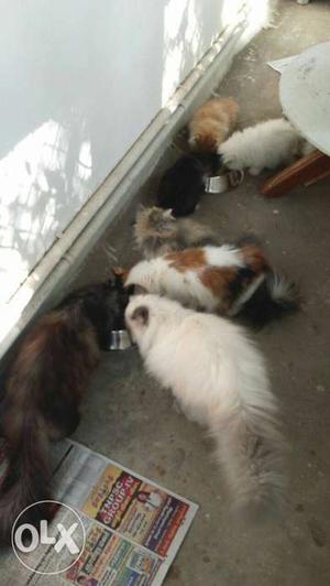 Long-fur White, Brown, And Black Cats