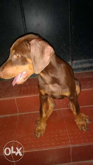Doberman Male Puppy.. 75 days over.. vaccination