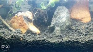 Its a 7 inches natural aquarium with snails and
