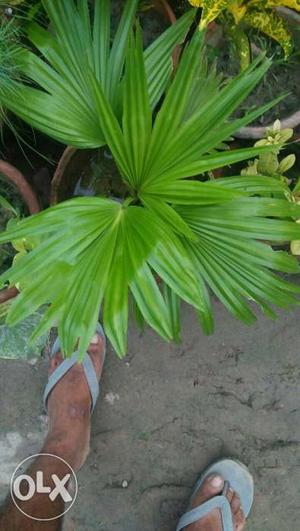Chines Palm plant all plants