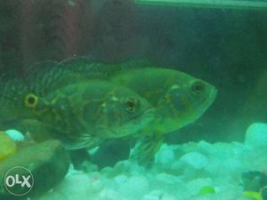 Fish red tail oscar for sale
