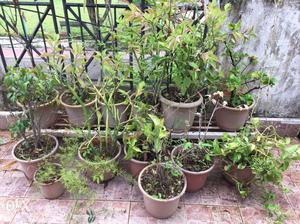 Plants with pots 13 urgent sell