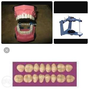 Teeth set typhos and articulator for bds, 2nd