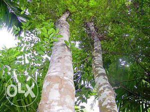 Two Brown And Green Tall Trees