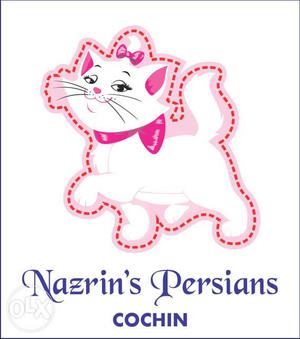 Nazrin's Persians Cochin